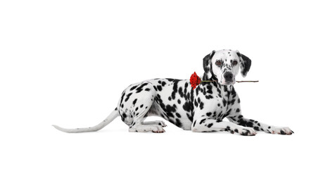 Cute dog holding red rose in mouth on white background. Dalmatian with flower