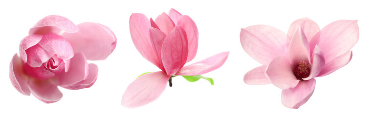 Beautiful magnolia flowers isolated on white, set © New Africa