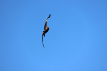 A kite flying with its wings held upright