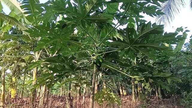 ​A vibrant green papaya tree with unripe fruits moving gently in the wind, set against a backdrop of lush banana plants in a rural organic farm.