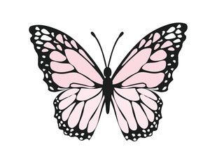 watercolor pink butterfly hand drawn 