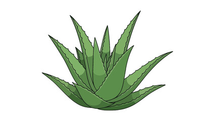 Aloe Vera Plant Illustration, Green Succulent