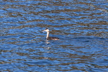 The great crested grebe is a winter migratory bird that migrates to Japan