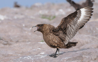skua en cortejo