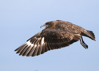 skua volando