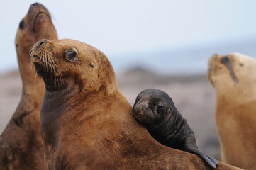Lobo marino hembra y cria.