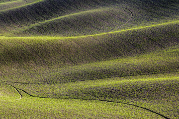Naklejka premium A scenic view of the undulating green hills and agricultural fields of the Val d'Orcia region in Tuscany, captured during the late afternoon light.