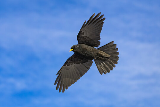 The Alpine chough (Pyrrhocorax graculus) with black plumage and a yellow beak soaring through a clear blue sky above the Karawanks mountain range
