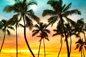 Golden Colorful Sunset Silhouetting Tropical Palm Trees in a Serene Nature Setting	