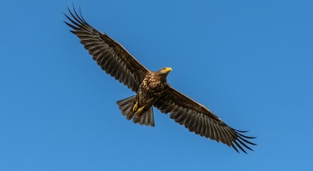 Eagle soars wings spread wide against the clear blue sky