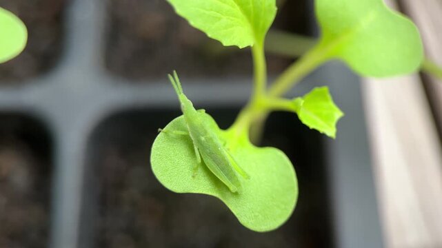 small grasshopper on green seedling leaf
