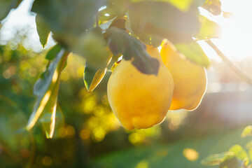 Quince harvest.Two Yellow Quince Fruits Hanging on Tree. Large, yellow, pear-shaped quince fruits on a branch 