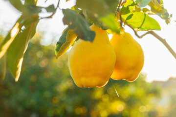 Growing quince in the garden. Two yellow quince fruits hang from a tree