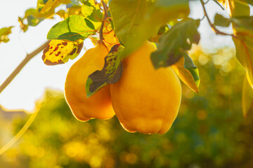 quince fruits in a sunny garden.Growing quince in your garden. Quince harvest.