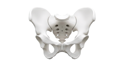 Anatomical Human Pelvis - Anterior View