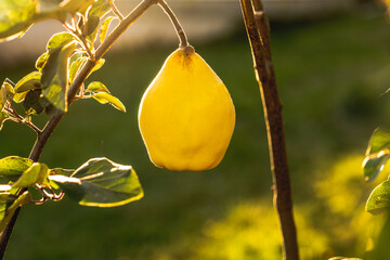 Quince fruits basking in the warmth of a sunny garden.Growing quince in the garden. Quince harvest.