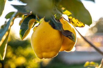 pear-shaped quince fruits on a branch in the suns rays.Organic farm fruits. 