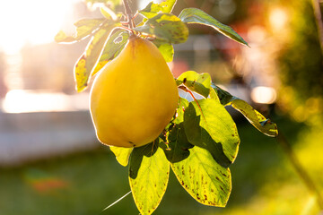 quince fruit abundance.quince fruits in a sunny garden. Organic Farm Fresh Fruits 