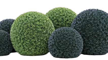 Group of Spherical Boxwood Bushes
