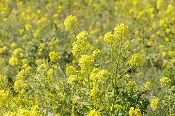 Obraz premium 菜の花