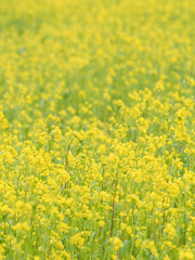 Obraz premium 菜の花