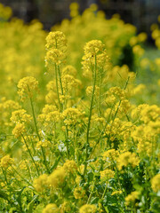 Obraz premium 菜の花