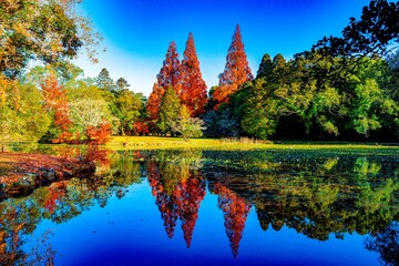 宇佐神宮の紅葉