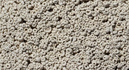 Close-up view of a textured surface comprised of numerous small, circular formations, varying in size and density, suggesting a natural or organic origin. 
