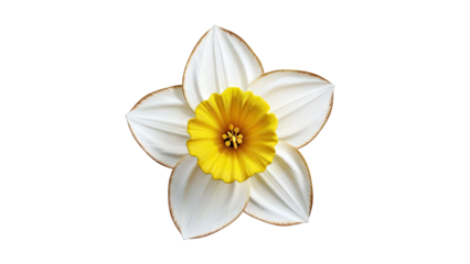 Close-up of a white daffodil with a yellow trumpet
