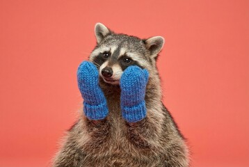 Cute raccoon wearing blue mittens against a coral background