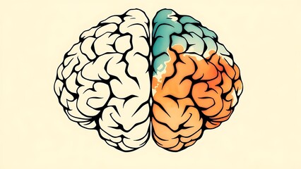 hemispheres. Illustration of a human brain split into logical geometric patterns and creative fluid brushstrokes. wellbeing guides.