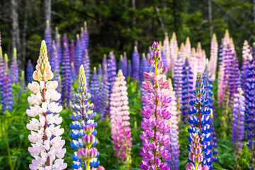 Colorful lupine flowers in summer, Newfoundland