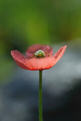 野に咲くヒナゲシ