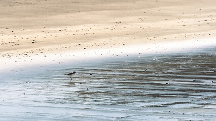 Shorebirds on wet sand at low tide, Newfoundland