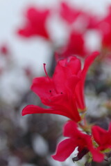 咲き乱れる赤いアザレア