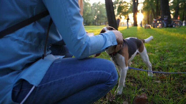 Young beagle dog run to owner and receive snack, slow motion dolly shot, evening park area. Happy animal at walk in city park, woman command and doggy readily come back