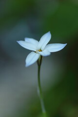 愛らしいハナニラ