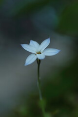 可憐なハナニラ