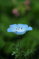 愛らしいモネフィラ