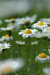 咲き乱れるマーガレット