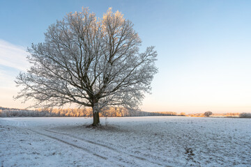 Frosted tree at sunrise in a snowy winter field