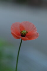 可憐なナガミヒナゲシ