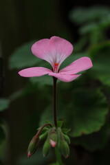 愛らしいピンクのアイビーゼラニウム