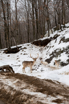 Deer and Elk in road by forest 
