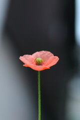 愛らしいヒナゲシ