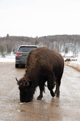 Bison in road behind car © Mackenzie