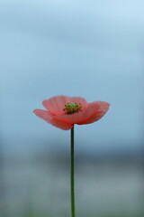 青空に向かって咲くナガミヒナゲシ