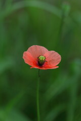 緑の中に可憐に咲くポピー