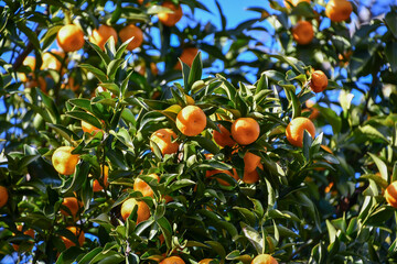 タチバナ　Tachibana