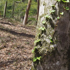 木の幹に生える蔦